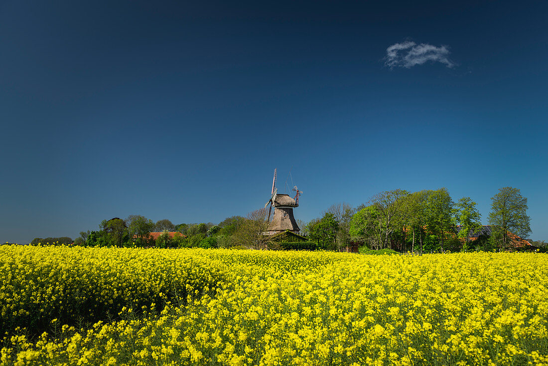 Blühendes Rapsfeld und Stumpenser Mühle in Horumersiel, Wangerland, Friesland, Niedersachsen, Deutschland, Europa