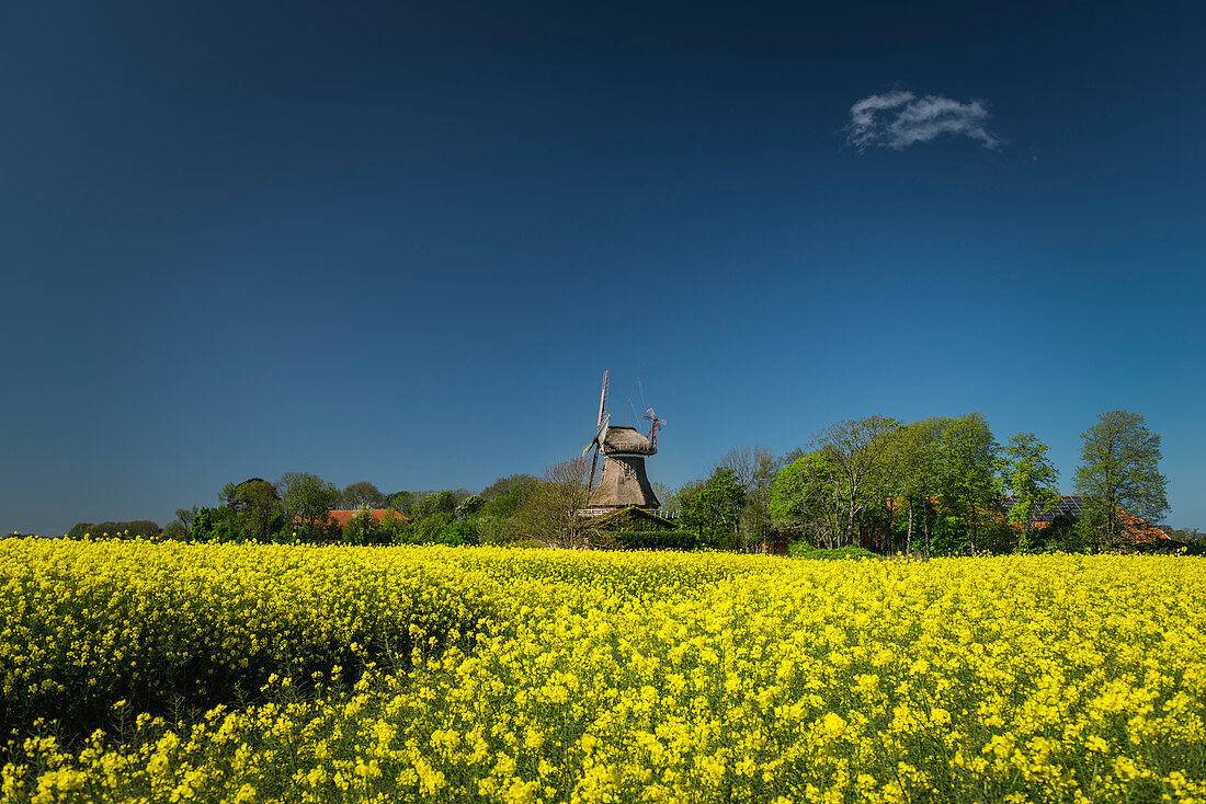 Flowering rapeseed field and Stumpenser Mühle in Horumersiel, Wangerland, Friesland, Lower Saxony, Germany, Europe