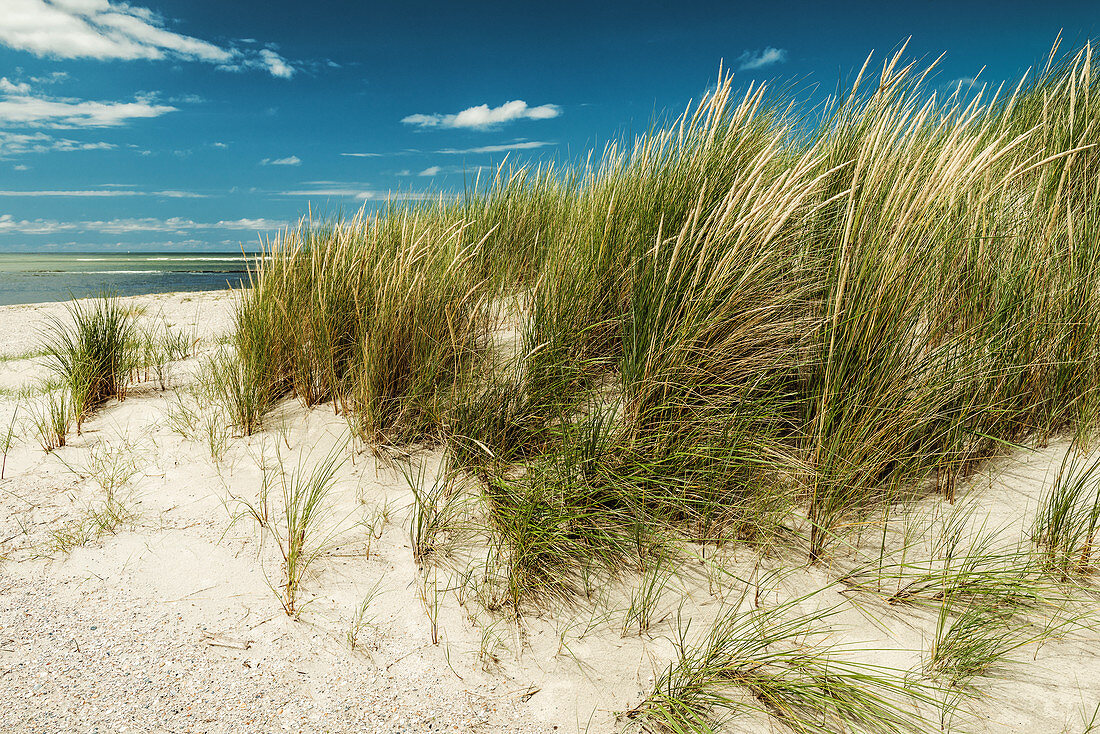Sanddüne und Dünengras an der Nordsee unter blauem Himmel, Spiekeroog, Ostfriesland, Niedersachsen, Deutschland, Europa