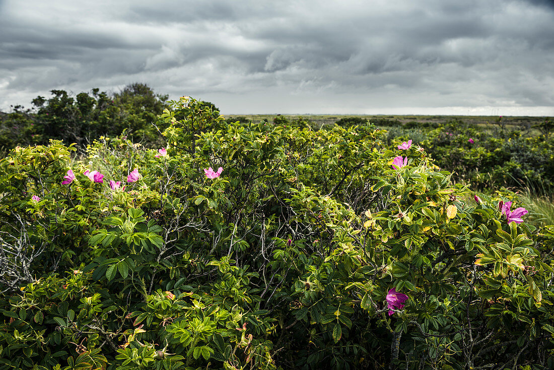 Blooming potato rose (Rosa rugosa) under cloudy sky, Spiekeroog, East Frisia, Lower Saxony, Germany, Europe