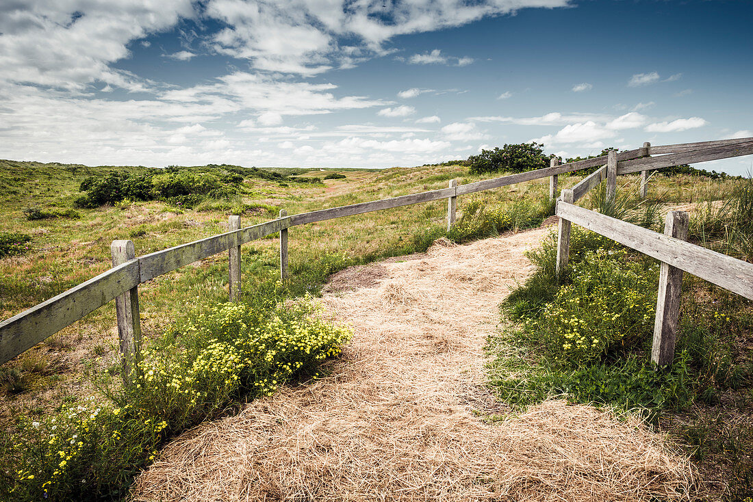 Path through blooming dune landscape under a blue sky with clouds, Spiekeroog, East Frisia, Lower Saxony, Germany, Europe