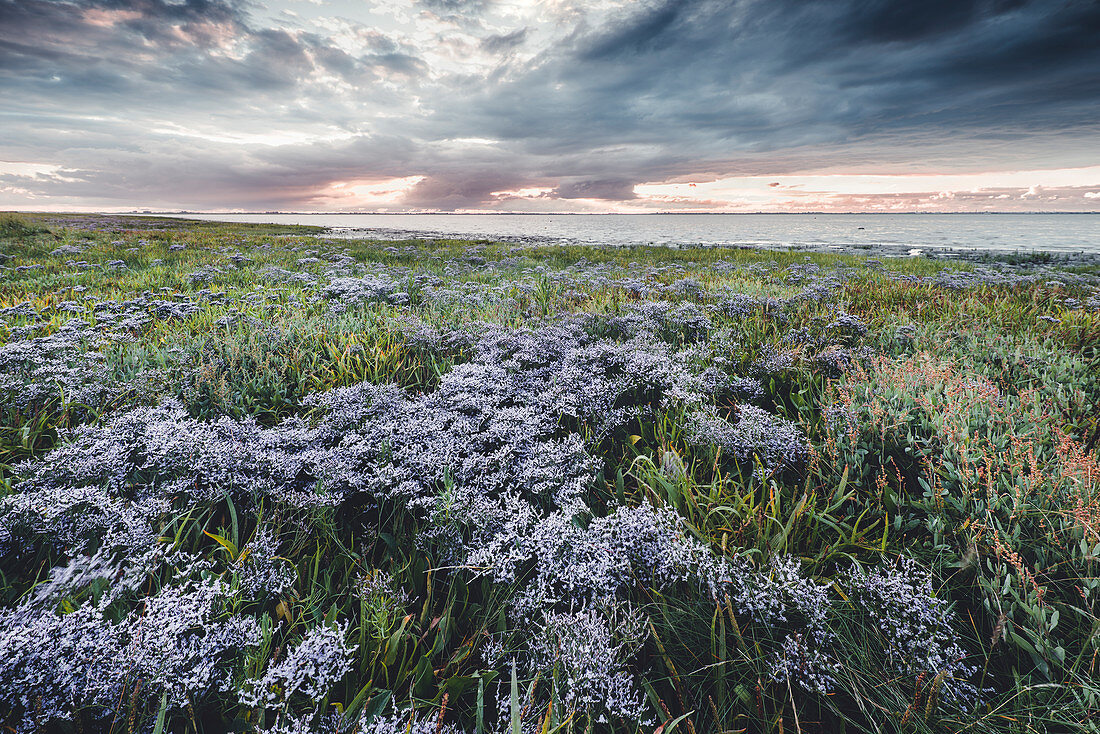 Strandflieder (Limonium vulgare) auf Salzwiese im Nationalpark Wattenmeer bei Sonnenuntergang, Dangast, Varel, Friesland, Niedersachsen, Deutschland, Europa
