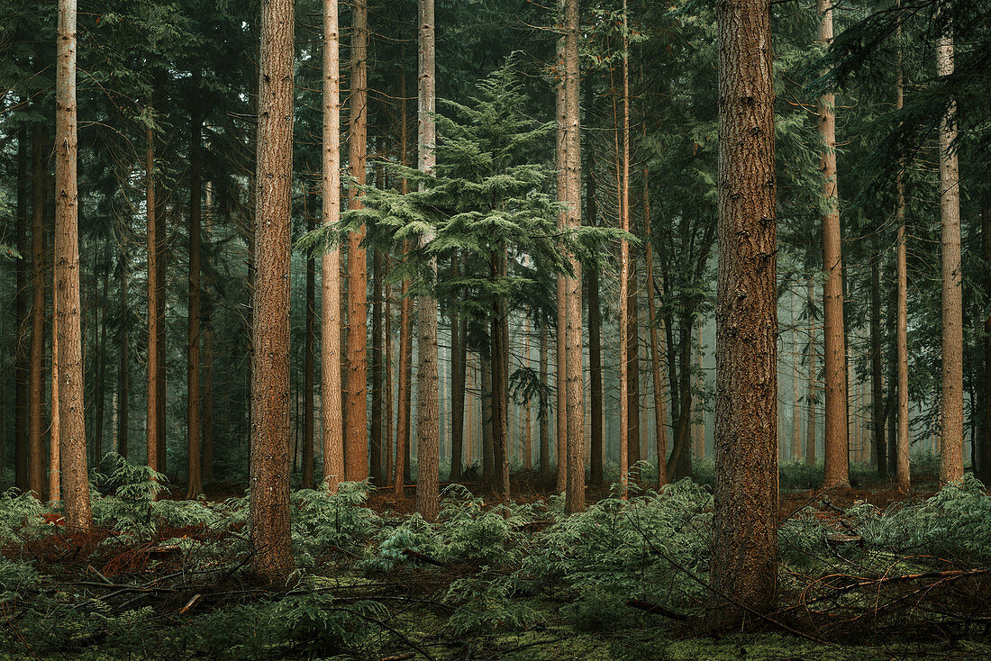 Herbstwald mit Douglasien (Pseudotsuga menziesii) im Nebel, Wiesede, Friedeburg, Wittmund, Ostfriesland, Niedersachsen, Deutschland, Europa