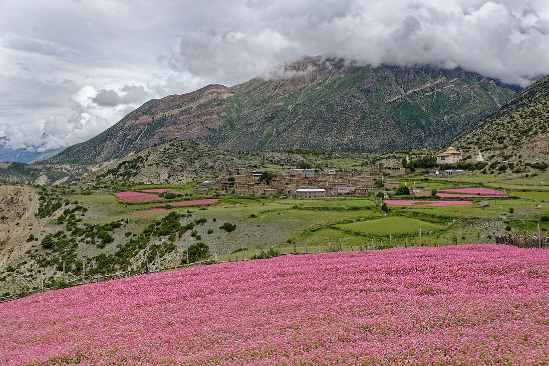 Buckwheat fields bloom above Manang, Nepal, Himalayas, Asia.