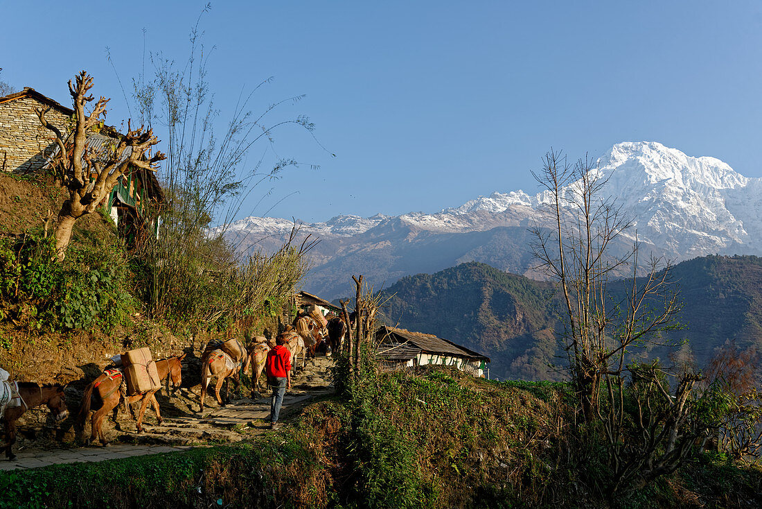 A donkey caravan leaves Ghandruk, Nepal, Himalaya, Asia.