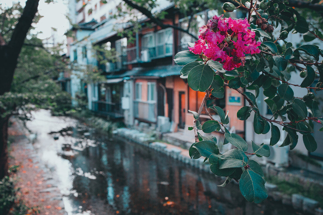 Blick auf einen Fluss mit nahliegenden Wohnungen und einem blühenden Baum im Vordergrund, Kyoto, Japan, Asien