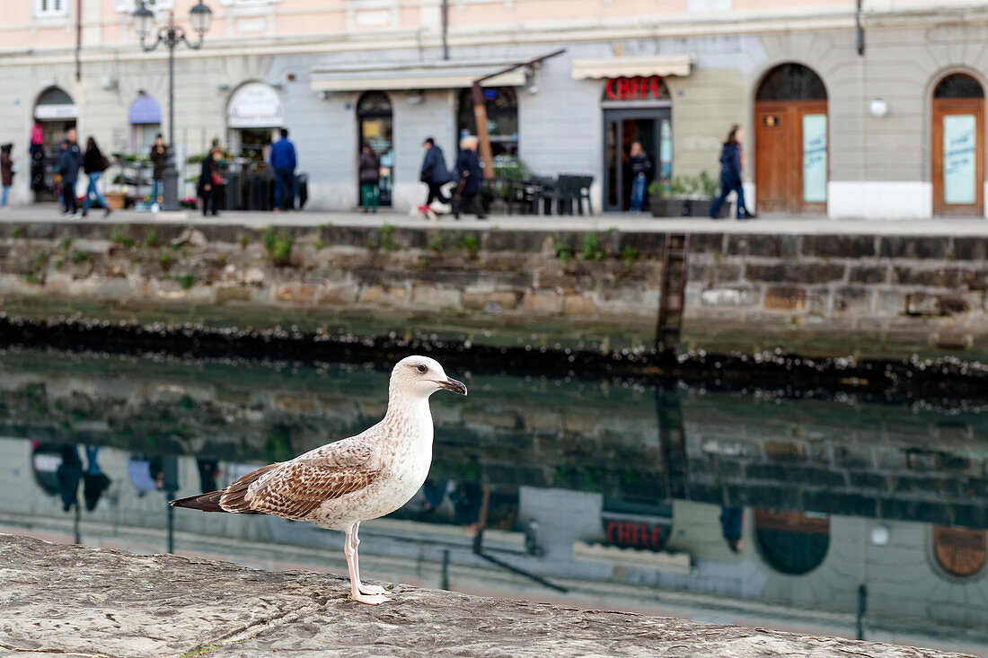 Mediterranean seagull (Larus michahellis), Grand Canal, Trieste, Friuli-Venezia Giulia, Italy