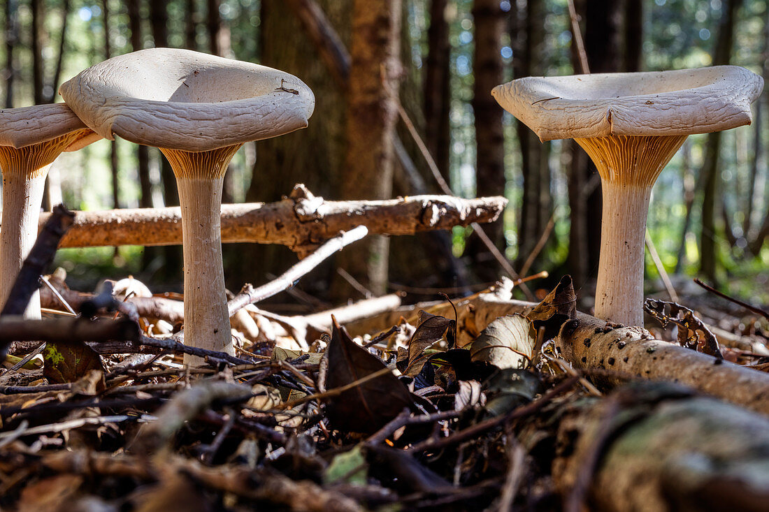 False Chanterelle (Hygrophoropsis aurantiaca), mushrooms, Chiemsee, Bavaria, Germany