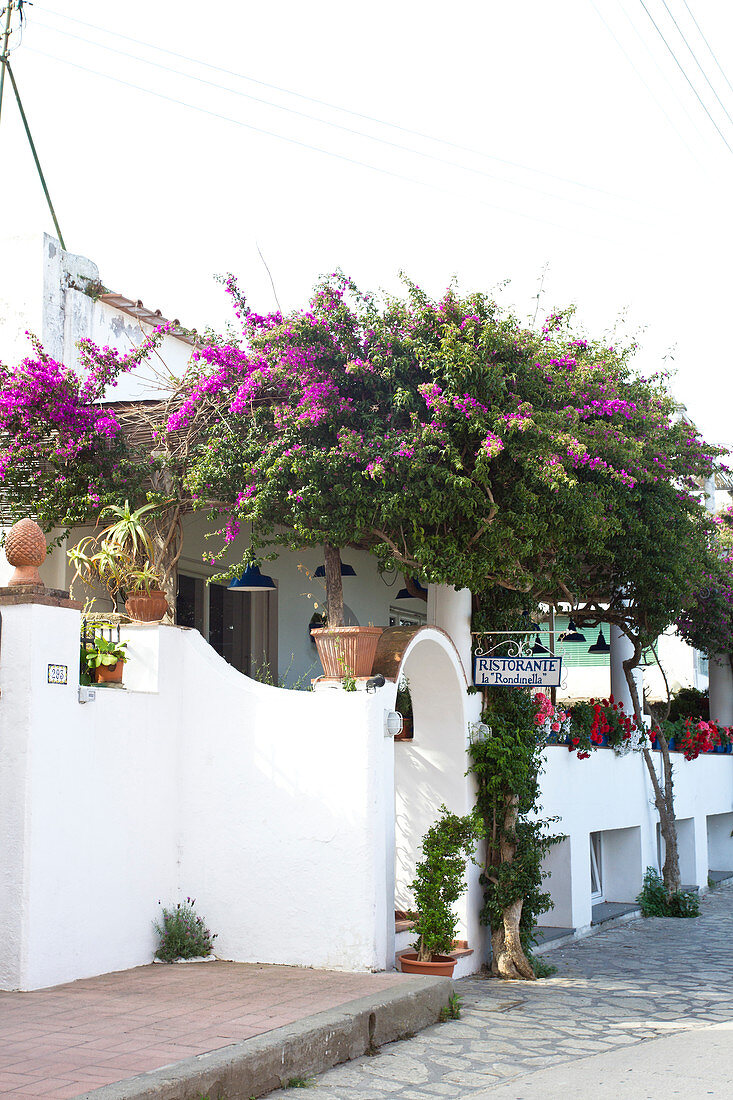 Street with restaurant and bougainville in Capri, Italy