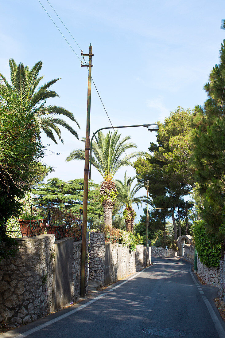Small street surrounded by palm trees in Capri, Italy