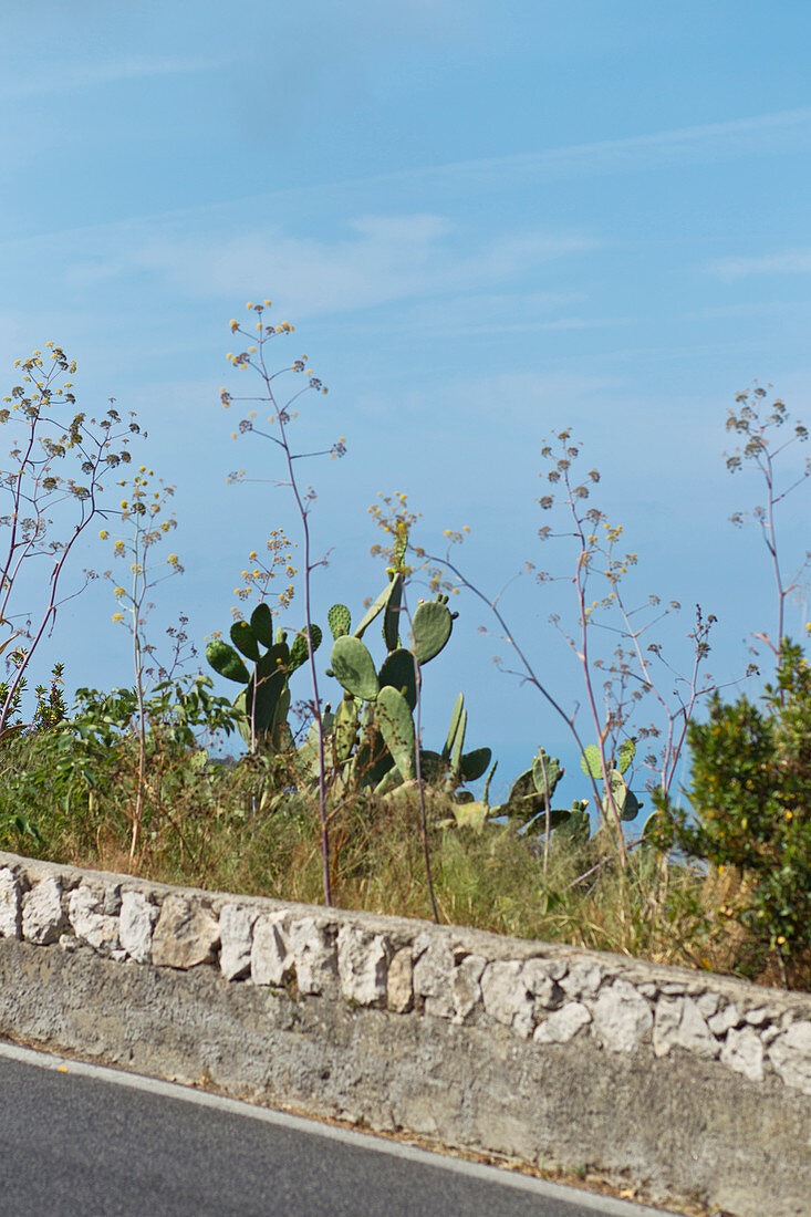 Close-up view from the road to cactuses in Capri, Italy