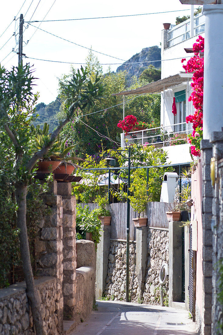 Kleine Straße mit Bougainvillea auf dem Weg zum Arco Naturale in Capri, Italien
