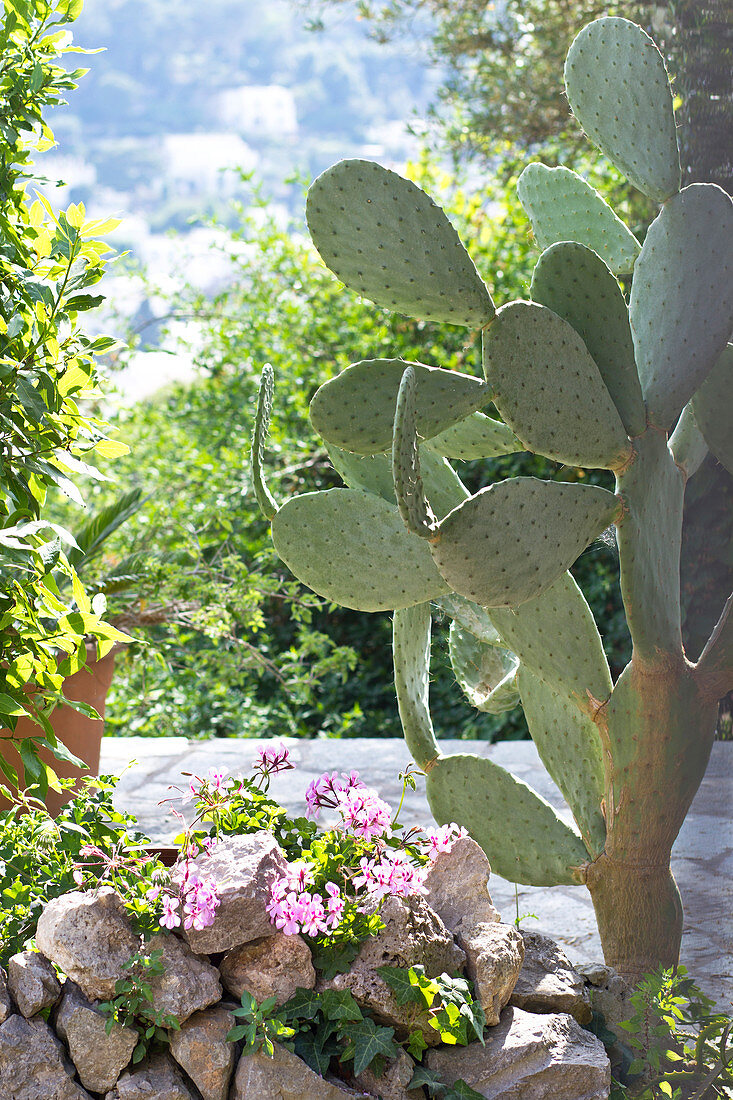Cactus and flowers by the roadside in Capri, Italy