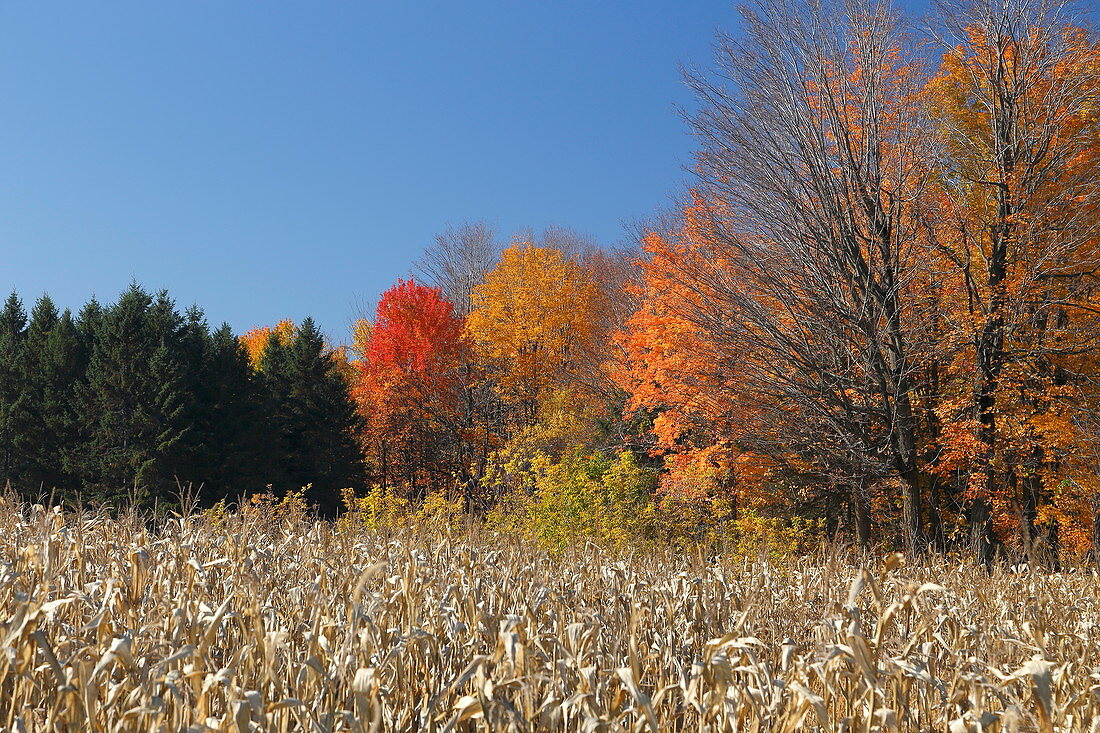 Herbstliche Landschaft, Quebec, Kanada