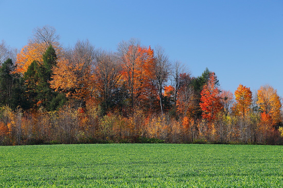 Autumnal landscape, Quebec, Canada