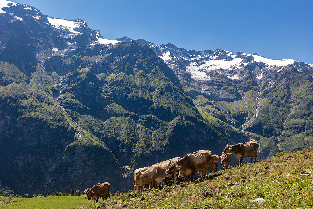 Cattle (Bos taurus), cows on pasture in front of Urner Alps on Fürenalp, Stäuber, Engelberg, Switzerland