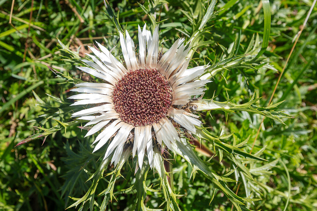 Silberdistel (Carlina acaulis) auf der Fürenalp, Stäuber, Engelberg, Schweiz