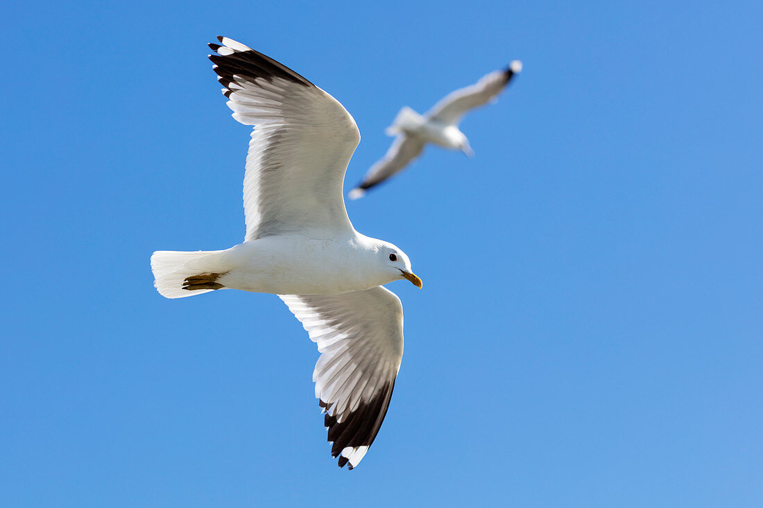 Möwen (Larus argentatus) im Flug, Schleswig-Holstein, Deutschland