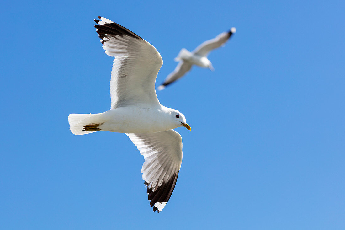 Seagulls (Larus argentatus) in flight, Schleswig-Holstein, Germany
