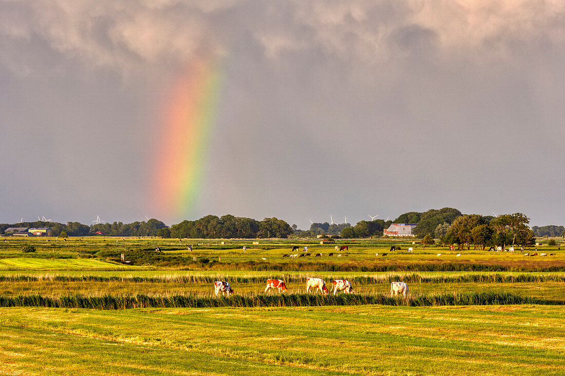 Rainbow, cows, Schleswig-Holstein, Germany