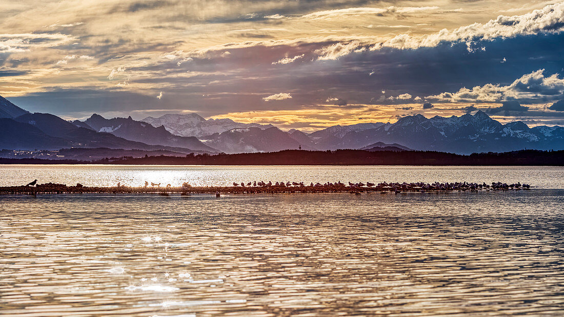 Silbermöwen (Larus argentatus) bei Sonnenuntergang am Chiemsee, Bayern, Deutschland