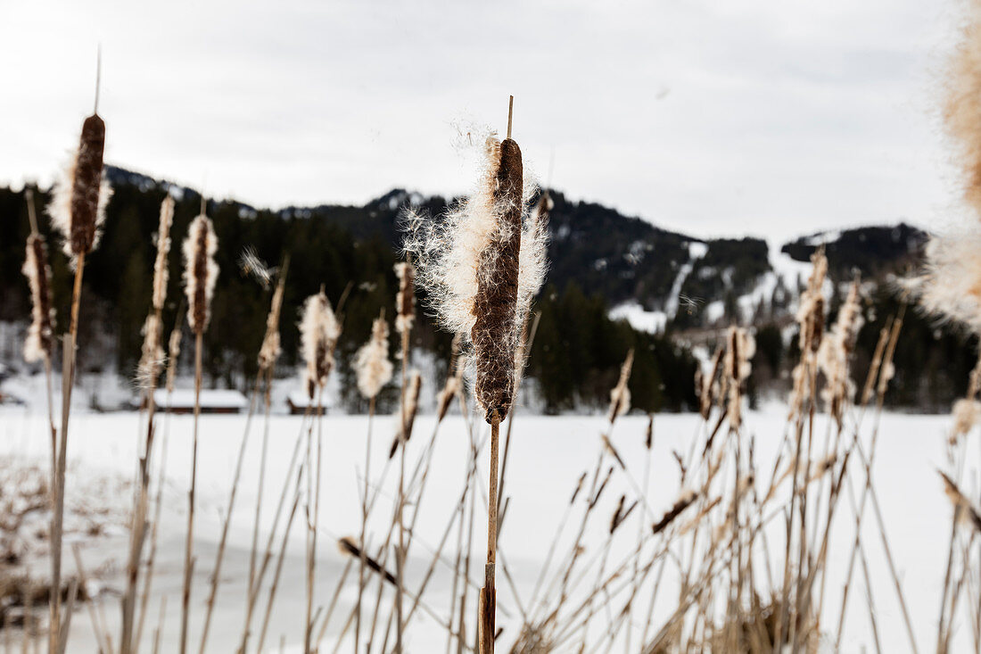 Cattail (Typha angustifolia) at Spitzingsee in winter, Bavaria, Germany