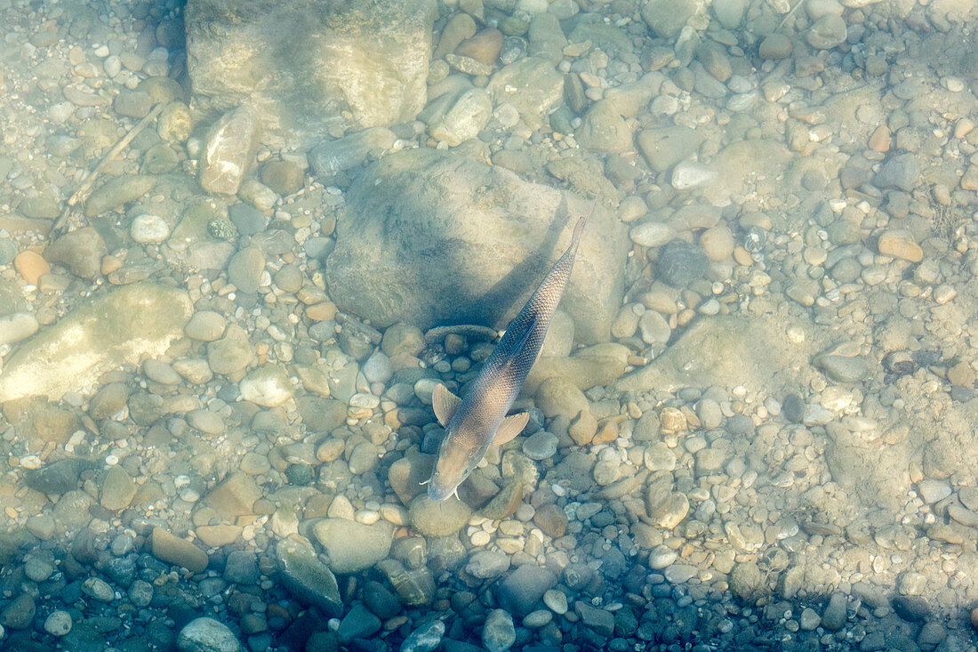 Flussbarbe (Barbus barbus), Mangfall, Bruckmühl, Bayern, Deutschland