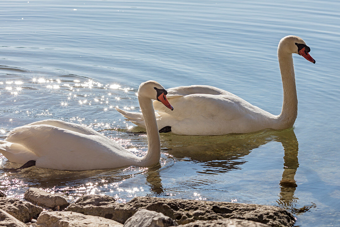 Höckerschwan (Cygnus olor) am Seehamer See, Bayern, Deutschland