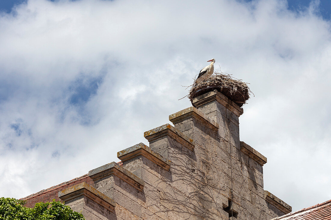 White stork (Ciconia ciconia) in the nest above Rothenburg ob der Tauber, Middle Franconia, Bavaria, Germany