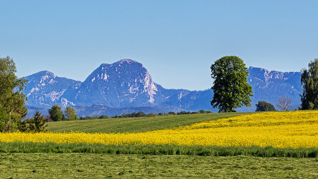 View over rapeseed field (Brassica napus) from Bruckmühl towards Wendelstein, Bavaria, Germany