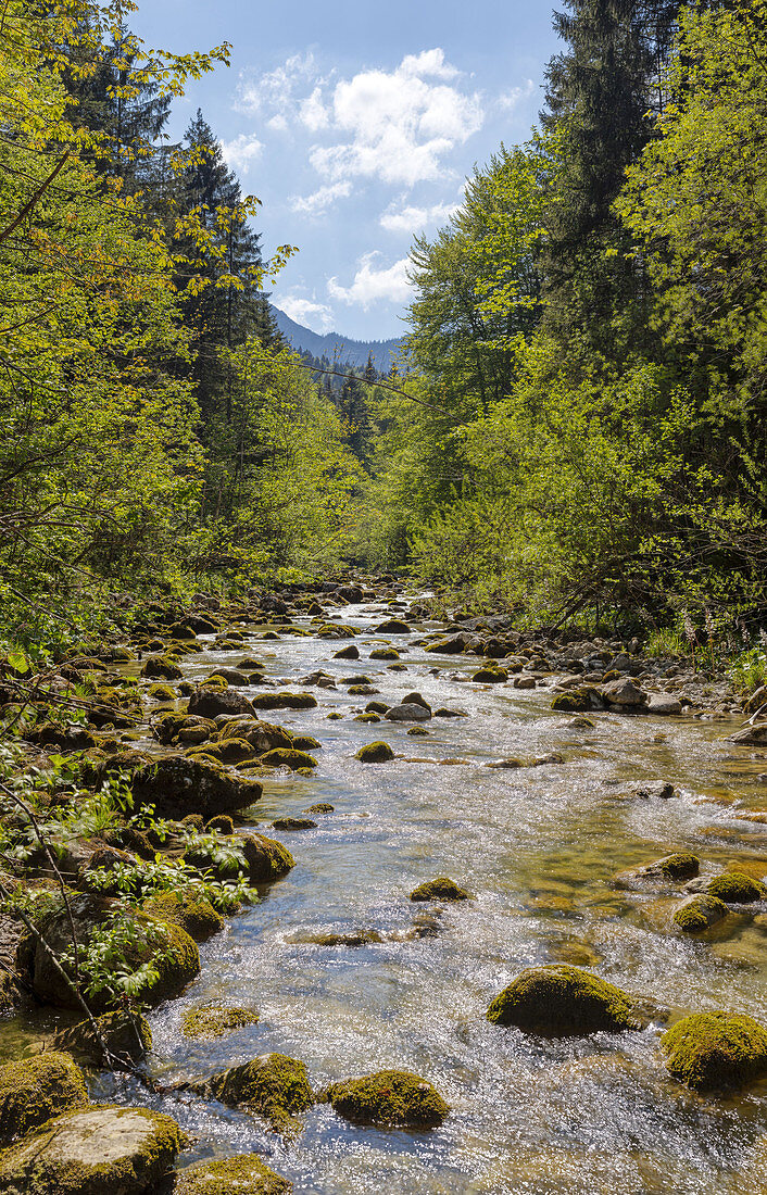 Auerbach bei Tatzelwurm, Mangfall Mountains, Hockkant Panorama, Bavaria, Germany