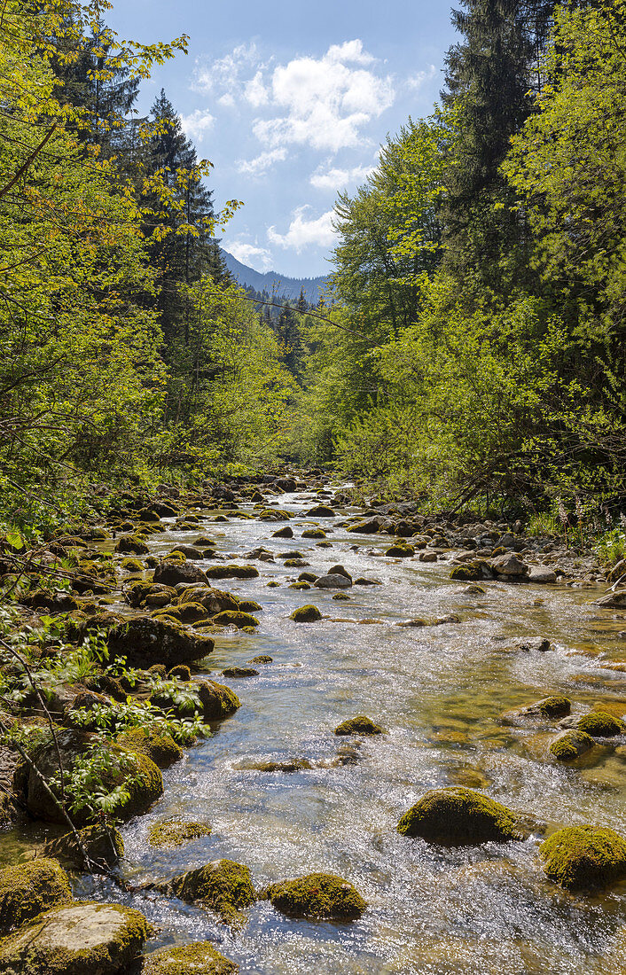 Auerbach beim Tatzelwurm, Mangfallgebirge, Bayern, Deutschland