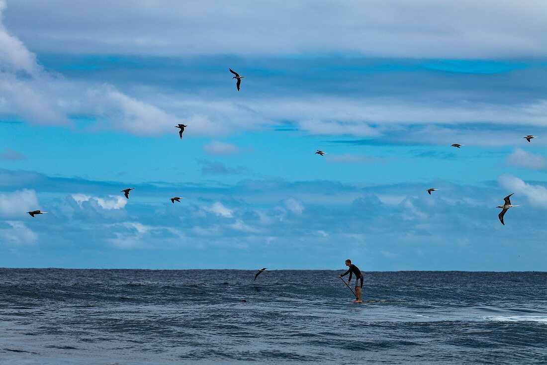 SUP Stand Up Paddler auf brechender Welle im Surfgebiet Teahupoo mit vorbeifliegenden Vögeln, Tahiti Iti, Tahiti, Windward Islands, Französisch-Polynesien, Südpazifik