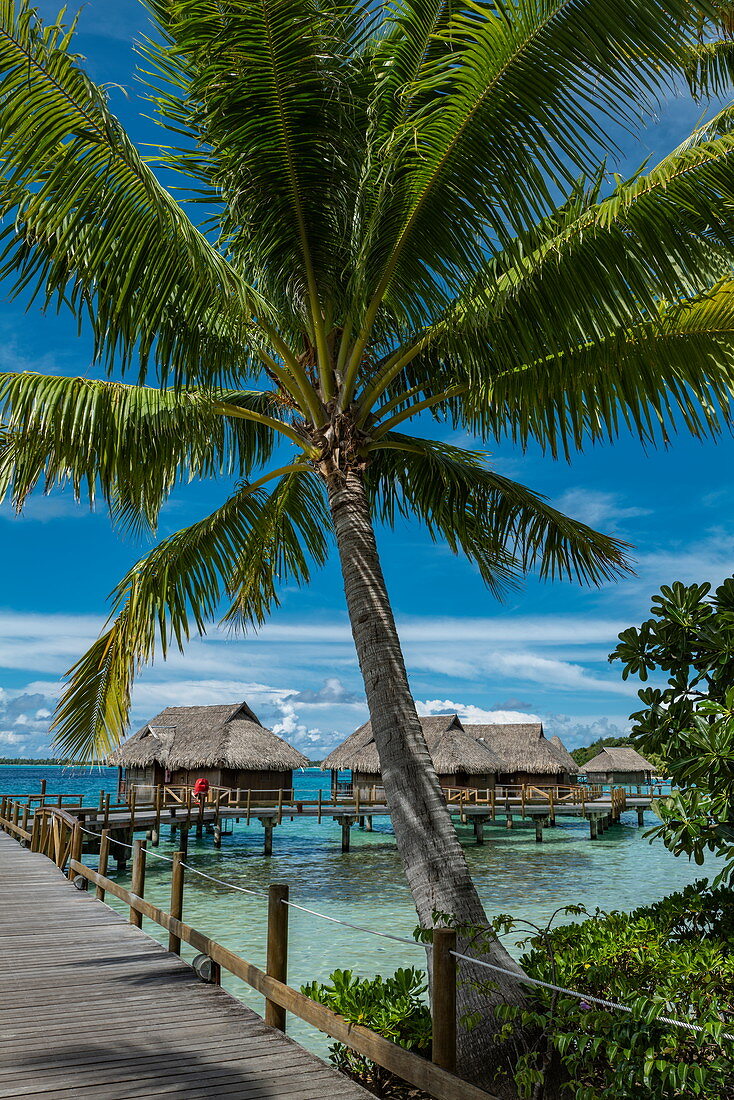 Kokospalme und Überwasserbungalows im Sofitel Bora Bora Private Island Resort, Bora Bora, Leeward Islands, Französisch-Polynesien, Südpazifik
