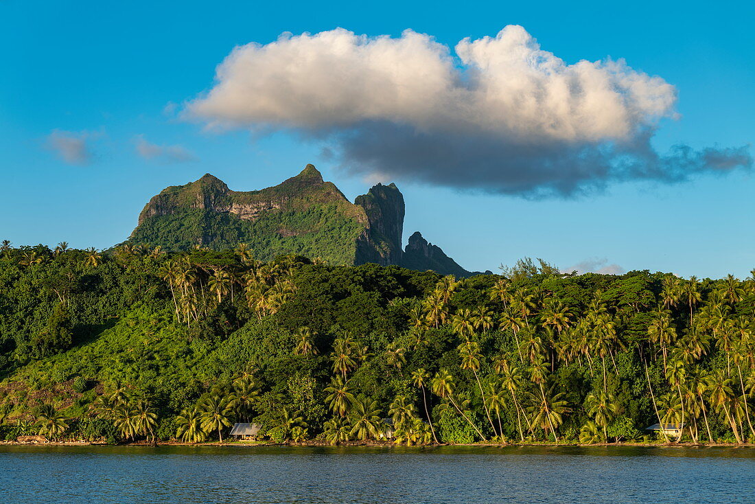 Coconut palms along Bora Bora Lagoon with Mount Otemanu and cloud behind, Bora Bora, Leeward Islands, French Polynesia, South Pacific