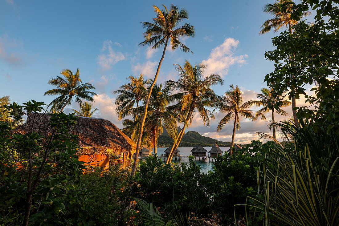 Eine junge blonde Frau auf dem Balkon ihrer Honeymoon Suite inmitten von Kokospalmen mit Blick auf Überwasserbungalows des Sofitel Bora Bora Private Island Resort in der Lagune von Bora Bora, Bora Bora, Leeward Islands, Französisch-Polynesien, Südpazifik