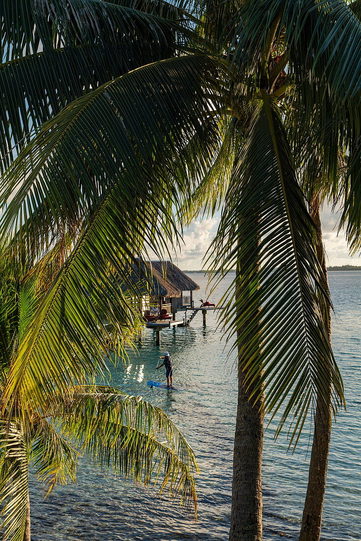 Kokospalmen und Mann auf SUP Stand Up Paddle Board vor Überwasserbungalow des Sofitel Bora Bora Private Island Resort in der Lagune von Bora Bora, Bora Bora, Leeward Islands, Französisch-Polynesien, Südpazifik