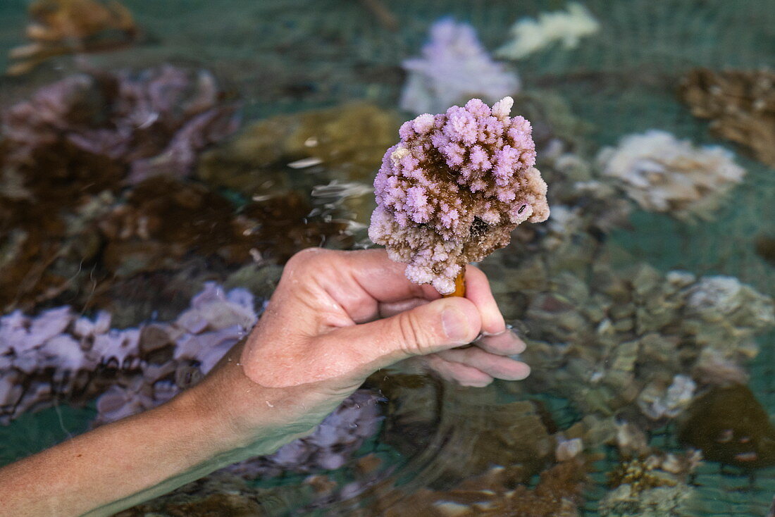 Hand hält Koralle die im Rahmen des Programms der "Association of Coral Gardeners" in der Lagune von Moorea angepflanzt wird, Windward Islands, Französisch-Polynesien, Südpazifik