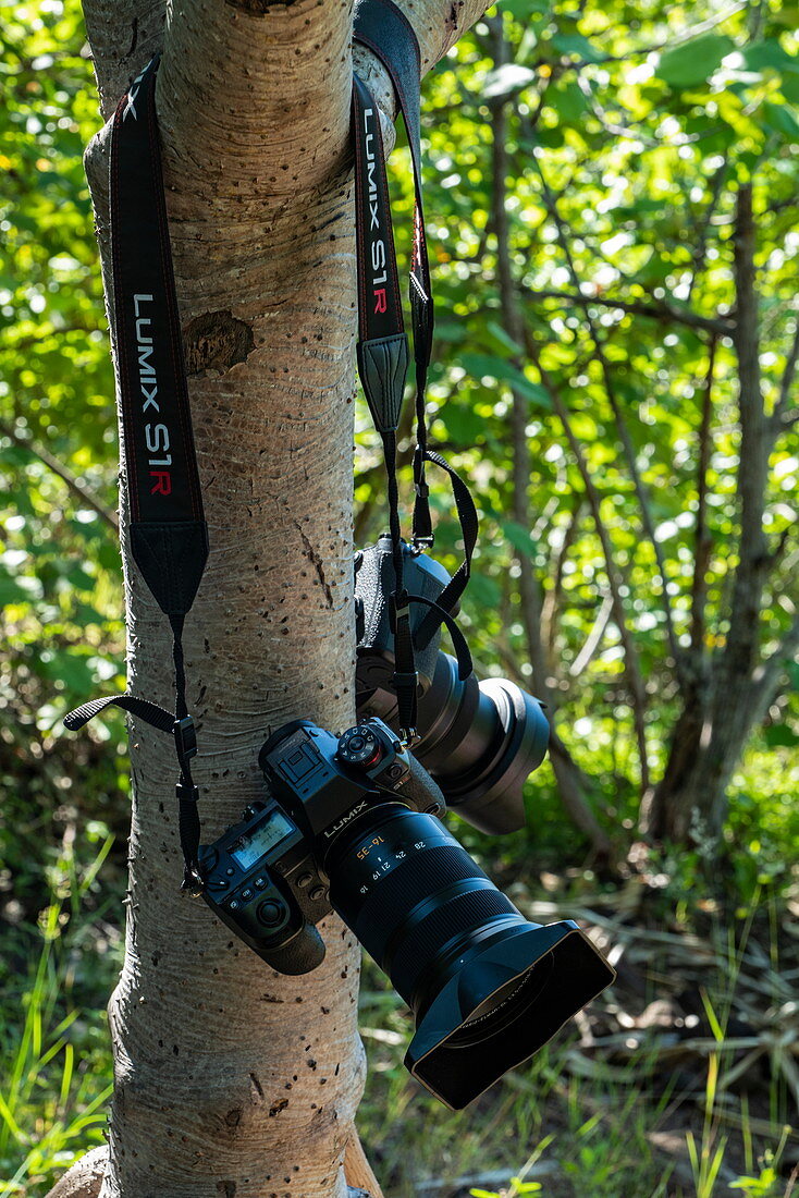 Zwei Panasonic Lumix Kameras hängen am Baum während eines Dschungelspaziergangs, Moorea, Windward Islands, Französisch-Polynesien, Südpazifik