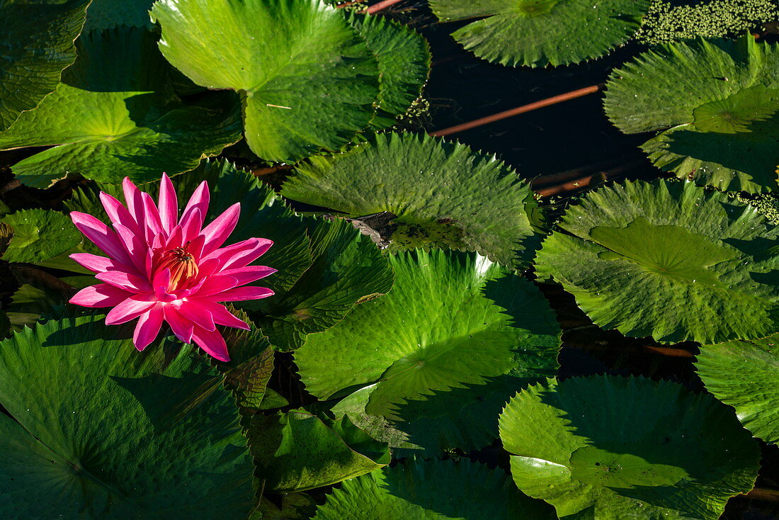 A water lily adorns a pond at Sofitel Ia Ora Beach Resort, Moorea, Windward Islands, French Polynesia, South Pacific