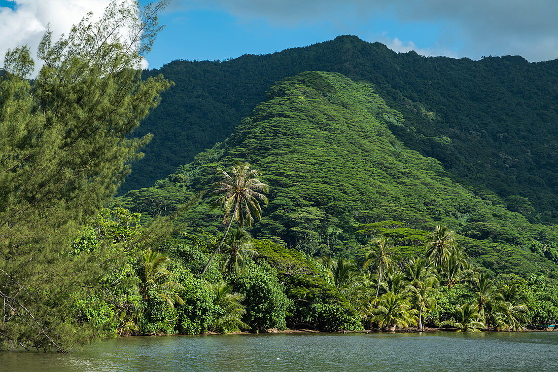 Kokospalmen entlang der Lagune von Moorea mit üppiger Vegetation und Berg, Moorea, Windward Islands, Französisch-Polynesien, Südpazifik