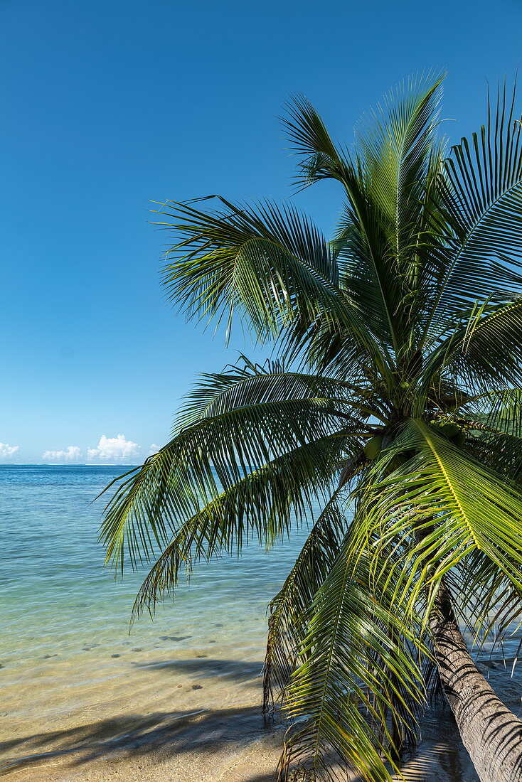 Kokospalme neigt sich über Wasser in der Lagune von Moorea, Moorea, Windward Islands, Französisch-Polynesien, Südpazifik