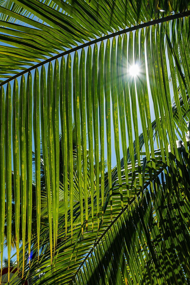 Sonnenstrahlen durch Wedel einer Kokospalme, Moorea, Windward Islands, Französisch-Polynesien, Südpazifik