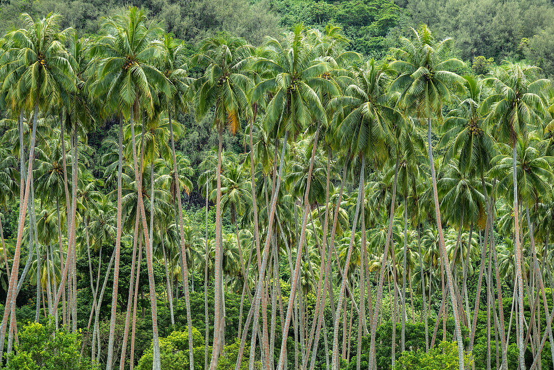 Kokosnussbaum-Plantage nahe Haapiti, Moorea, Windward Islands, Französisch-Polynesien, Südpazifik
