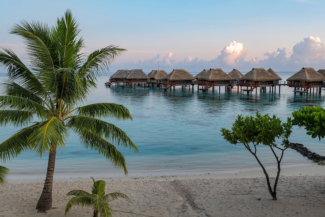 Coconut palms on the beach and overwater bungalows at the Hilton Moorea Lagoon Resort & Spa, Moorea, Windward Islands, French Polynesia, South Pacific