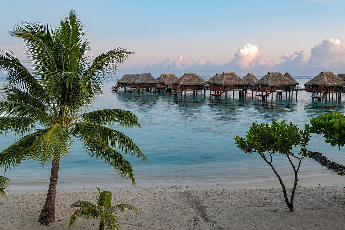 Kokospalmen am Strand und Überwasserbungalows des Hilton Moorea Lagoon Resort & Spa im frühen Morgenlicht, Moorea, Windward Islands, Französisch-Polynesien, Südpazifik