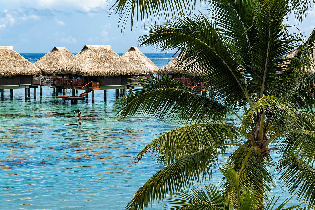 Kokospalme und Überwasserbungalows des Hilton Moorea Lagoon Resort & Spa, Moorea, Windward Islands, Französisch-Polynesien, Südpazifik