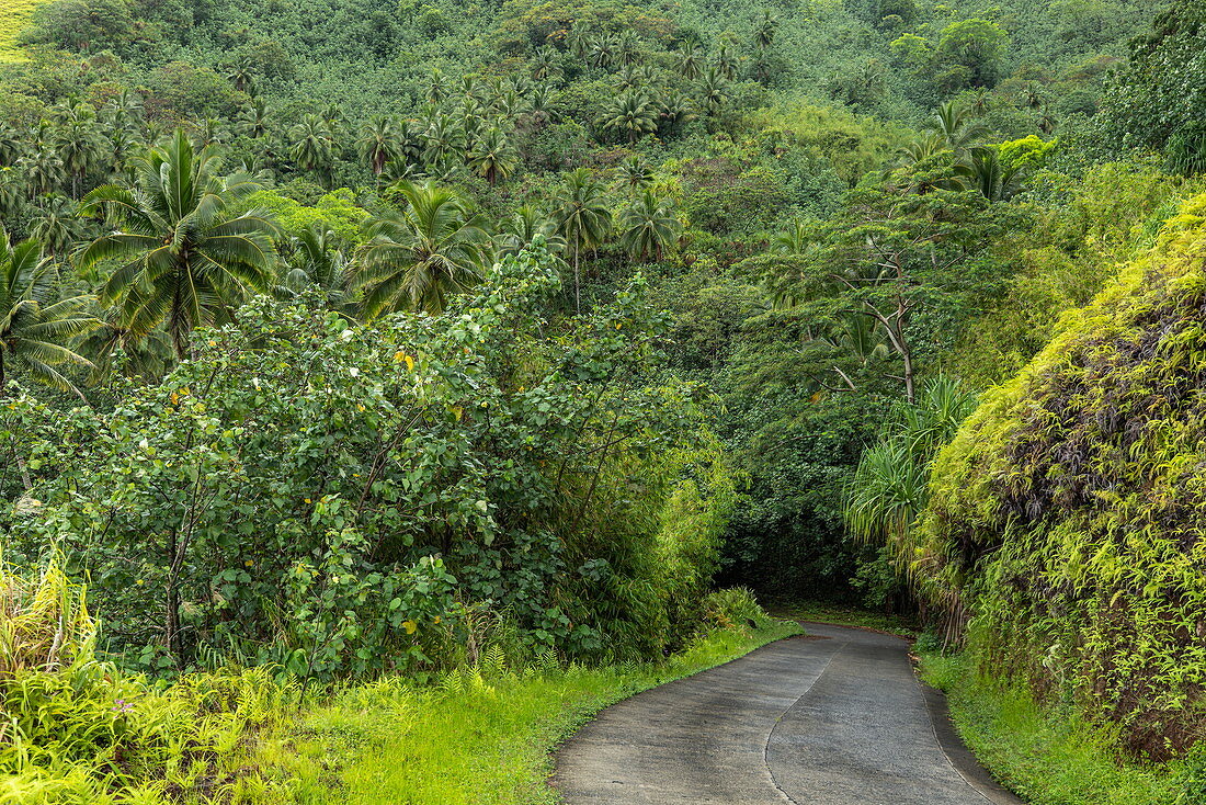 Straße führt durch üppige Dschungelvegetation, nahe Taipivai, Nuku Hiva, Marquesas-Inseln, Französisch-Polynesien, Südpazifik