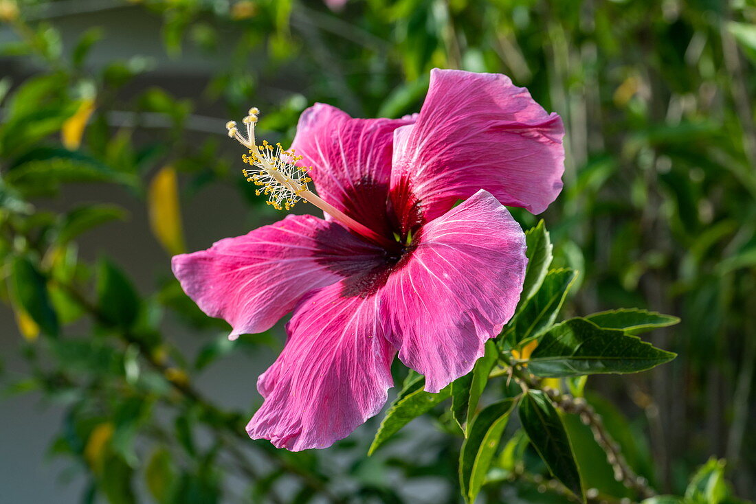 Wunderschöne rosa-lila Hibiskusblüte, Taiohae, Nuku Hiva, Marquesas-Inseln, Französisch-Polynesien, Südpazifik