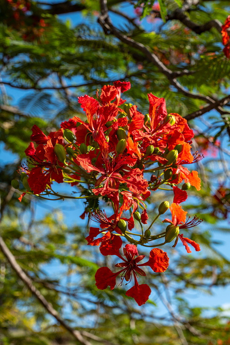 Flowers of a magnificent red flame tree (Delonix regia), Taiohae, Nuku Hiva, Marquesas Islands, French Polynesia, South Pacific